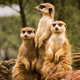 Illustration for article titled This Meerkat Expert Is in the Dog House For Going Apeshit on a Monkey Handler